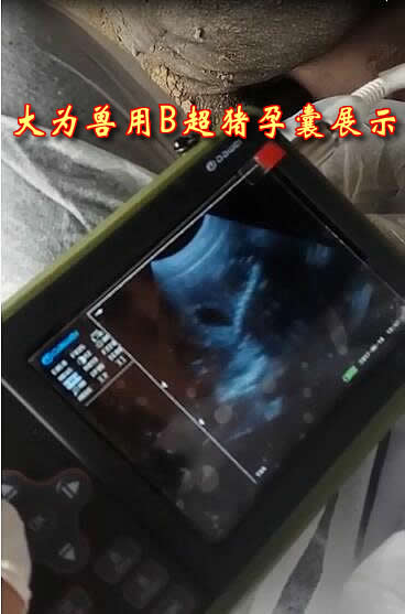 獸用B超機,獸用b超,獸用孕檢B超,豬用B超機,林下養豬