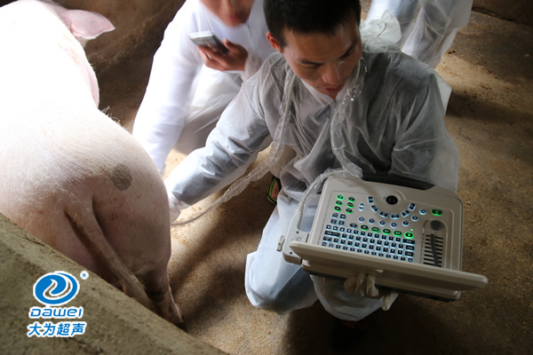 獸用B超機(jī),獸用b超,獸用孕檢B超,母豬驗(yàn)孕儀,豬用驗(yàn)孕儀,豬用b超